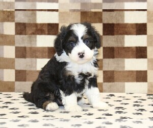 Bernedoodle (Miniature) Puppy for sale in DENVER, PA, USA