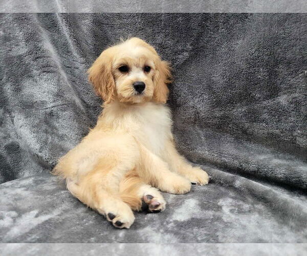 Medium Photo #1 Cavapoo Puppy For Sale in Lincolnwood, IL, USA