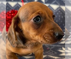Dachshund Puppy for Sale in ROCKVILLE, Indiana USA