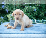 Small #2 Labrador Retriever