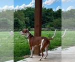 Small #8 American Pit Bull Terrier Mix