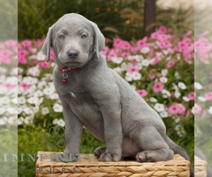 Labrador Retriever Puppy for sale in MORGANTOWN, PA, USA