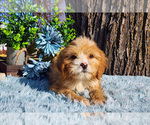 Small Photo #16 Cavapoo (Miniature)-Poodle (Standard) Mix Puppy For Sale in CAPAC, MI, USA