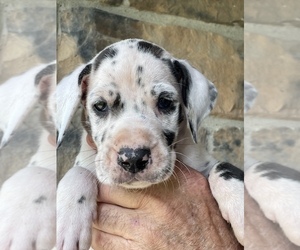 Great Dane Puppy for Sale in SELLERSBURG, Indiana USA