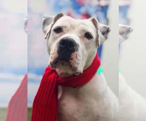 Mutt Dogs for adoption in Pompano Beach , FL, USA