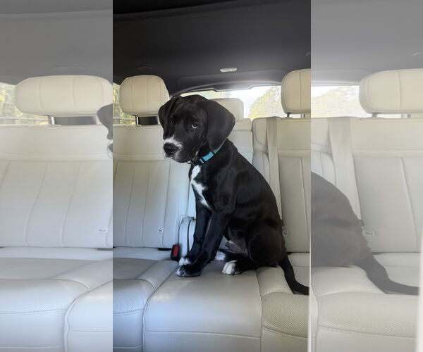 Medium Photo #3 Great Dane-Labrador Retriever Mix Puppy For Sale in The Woodlands, TX, USA