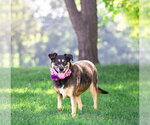 Small #3 Mutt