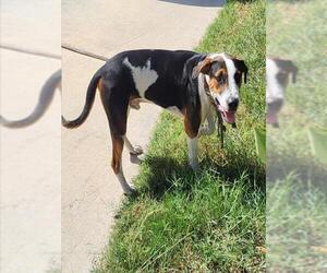 Mutt Dogs for adoption in San Antonio, TX, USA