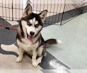Alaskan Klee Kai-Unknown Mix Dogs for adoption in Santa Rosa, CA, USA
