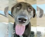 Small #4 Labrador Retriever Mix