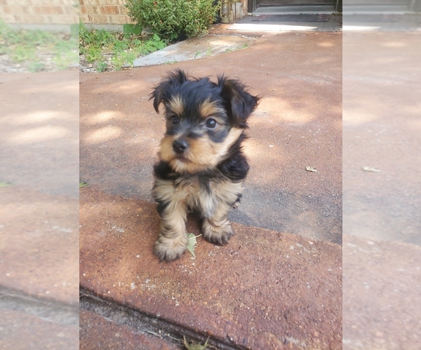Medium Photo #6 Yorkshire Terrier Puppy For Sale in NEVADA, TX, USA