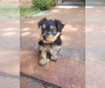Small #5 Yorkshire Terrier