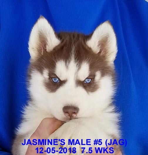 Medium Photo #10 Siberian Husky Puppy For Sale in MANILLA, IA, USA