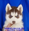 Small Photo #10 Siberian Husky Puppy For Sale in MANILLA, IA, USA