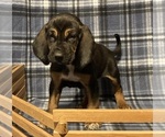 Small Photo #2 Bloodhound Puppy For Sale in FORT MORGAN, CO, USA