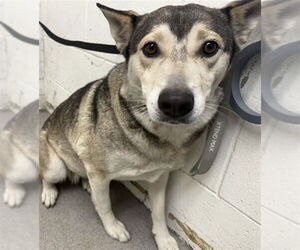 Siberian Husky Dogs for adoption in San Bernardino, CA, USA