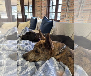 Saint- Diamond Dog - Male Catahoula Leopard Dog-Holland Shepherd Mix Dog for Adoption - Photo #18