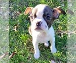 Puppy 4 Boston Terrier