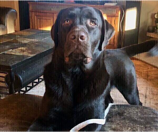 Medium Photo #10 Labrador Retriever Puppy For Sale in FORT COLLINS, CO, USA