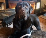 Small #9 Labrador Retriever
