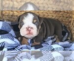 Small Photo #3 Bulldog Puppy For Sale in RIVERSIDE, CA, USA