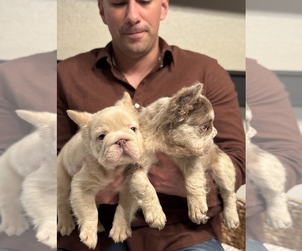 Medium Photo #14 French Bulldog Puppy For Sale in SAN DIEGO, CA, USA