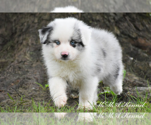 Australian Shepherd Puppy for sale in EASTON, MO, USA