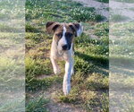 Small #7 Boxer Mix
