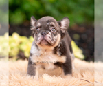 Small #2 French Bulldog