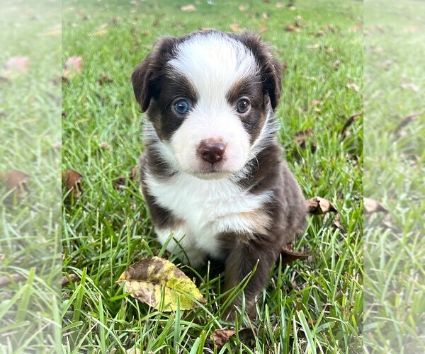 Medium Photo #7 Miniature Australian Shepherd Puppy For Sale in MONTICELLO, SC, USA