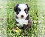 Small #6 Miniature Australian Shepherd