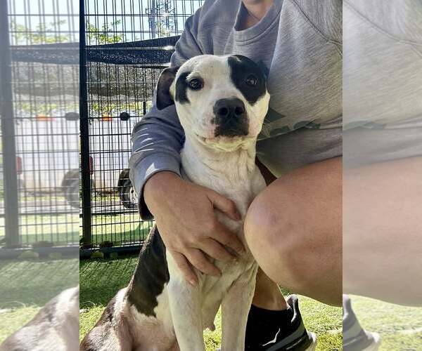 Medium Photo #4 American Pit Bull Terrier-Unknown Mix Puppy For Sale in Rowlett, TX, USA