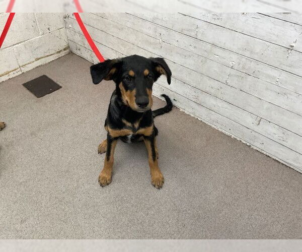Medium Photo #1 German Shepherd Dog-Unknown Mix Puppy For Sale in San Bernardino, CA, USA