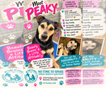 Peaky - Female Mutt Dog for Adoption - Small photo