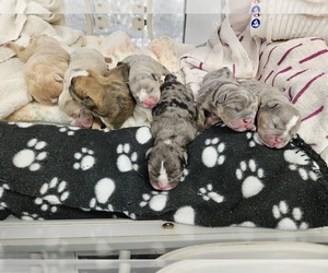 Bulldog Puppy for sale in Albanvale, Victoria, Australia