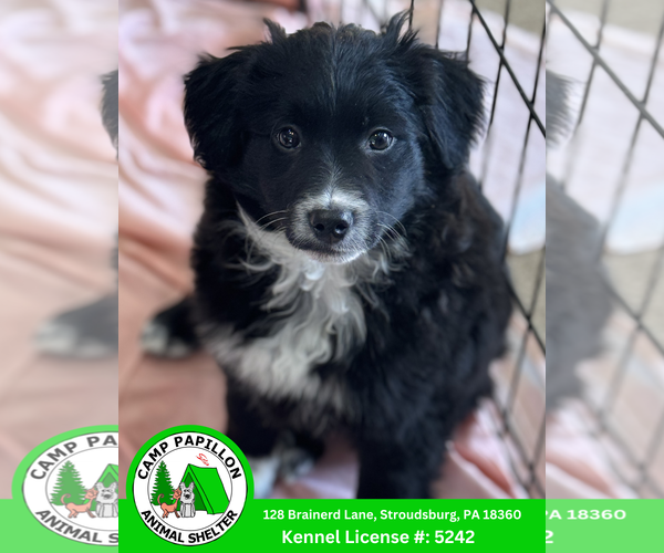 Medium Photo #1 Goldendoodle (Miniature) Puppy For Sale in Stroudsburg, PA, USA