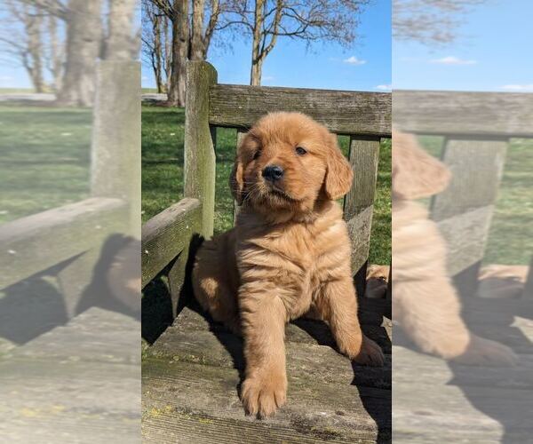 Medium Photo #9 Golden Retriever Puppy For Sale in MILLERSBURG, OH, USA