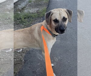Reebok - Sunshine in dog form - Male Black Mouth Cur-Unknown Mix Dog for Adoption - Photo #6