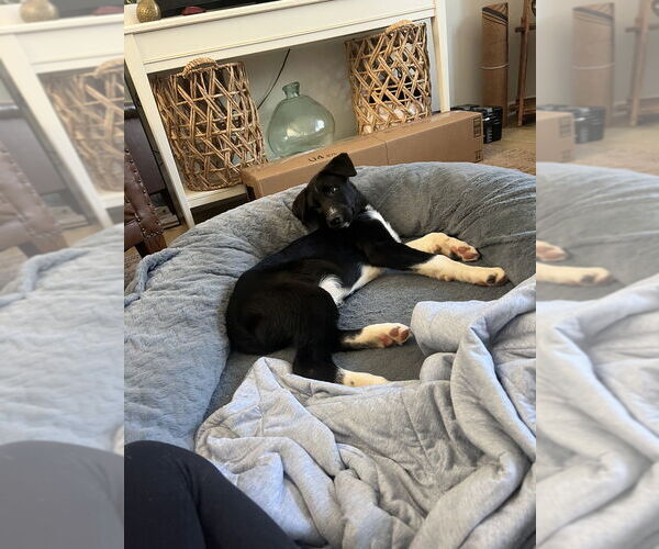 Medium Photo #4 Mutt Puppy For Sale in Candler, NC, USA