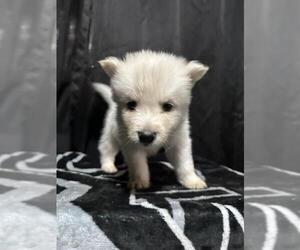 German Shepherd Dog-Unknown Mix Dogs for adoption in San Antonio, TX, USA