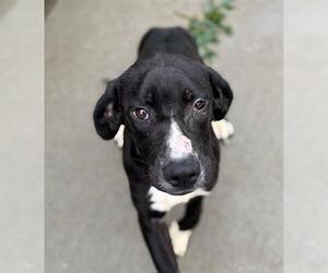 Plott Hound-Unknown Mix Dogs for adoption in Tulsa, OK, USA