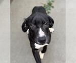 Small Plott Hound Mix