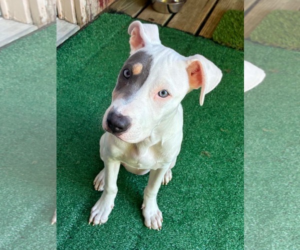 Medium Photo #3 American Pit Bull Terrier-Unknown Mix Puppy For Sale in Germantown, OH, USA