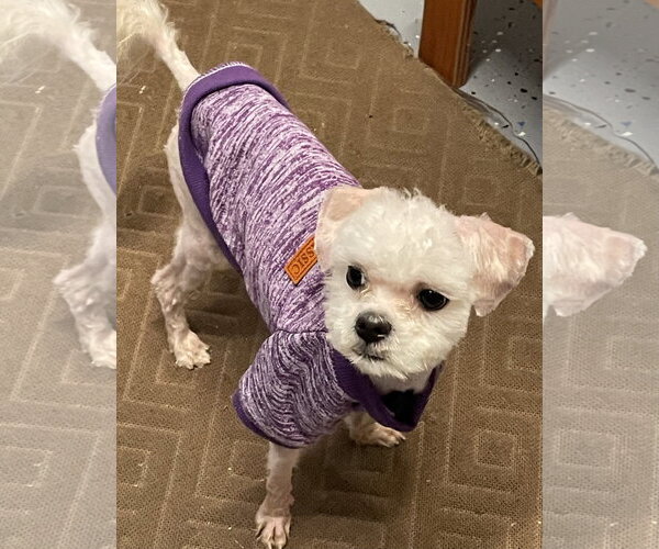 Medium Photo #2 Maltipoo (Miniature) Puppy For Sale in McDonough, GA, USA