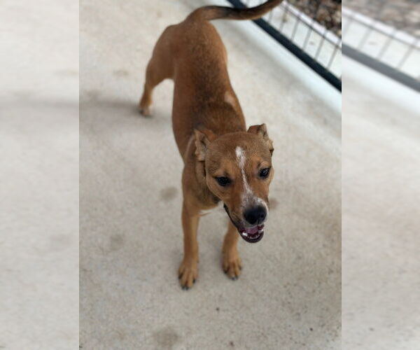 Medium Photo #3 Mutt Puppy For Sale in Oak Bluffs, MA, USA