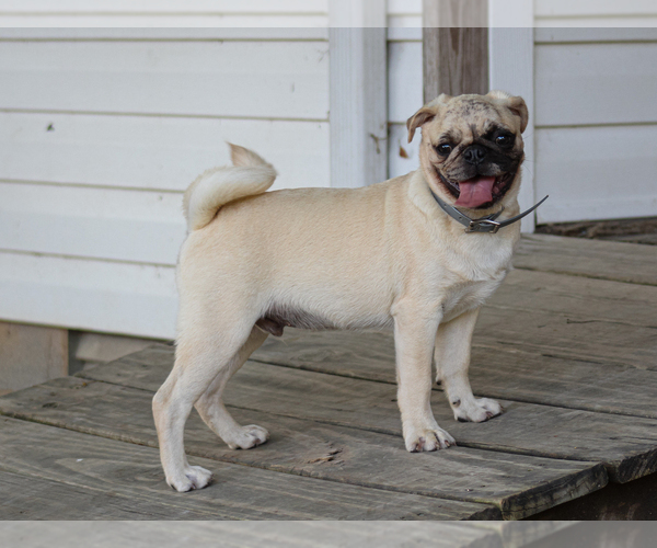Medium Photo #1 Pug Puppy For Sale in LIBERTY, KY, USA