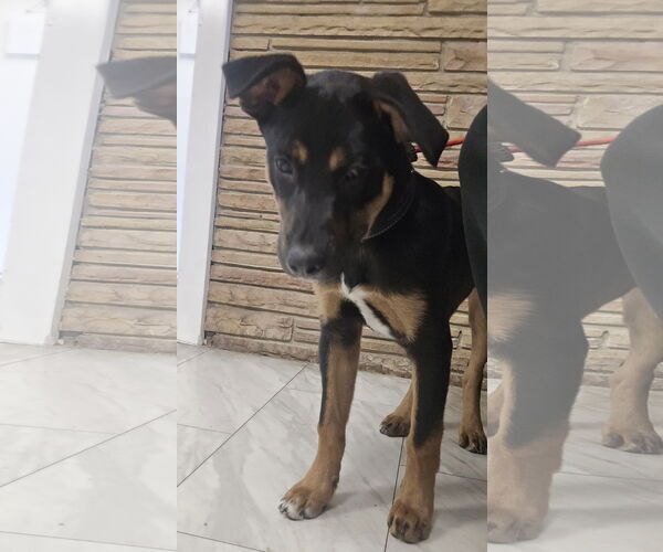 Medium Photo #6 Mutt Puppy For Sale in Sandy, UT, USA