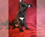 Small Photo #7 American Pit Bull Terrier-German Shepherd Dog Mix Puppy For Sale in ESSEX, MD, USA