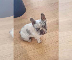 French Bulldog Puppy for sale in SAN JUAN BAUTISTA, CA, USA