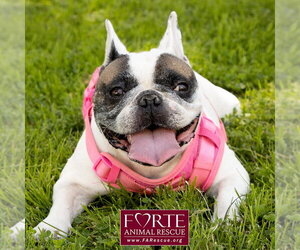 French Bulldog Dogs for adoption in Marina del Rey, CA, USA